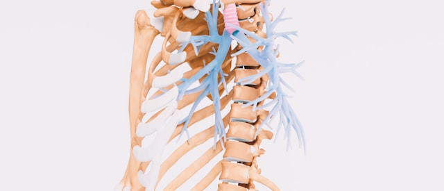 Spinal Alignment